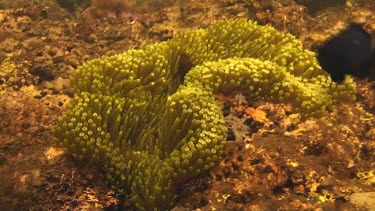 Spinecheek anemonefish in the coral of the Bali Sea