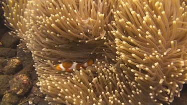 False clownfish in the coral of the Bali Sea
