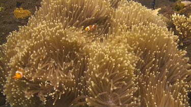 False clownfish in the coral of the Bali Sea