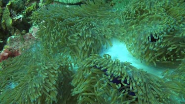 Pink anemonefish in the Bali Sea