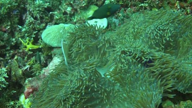 Pink anemonefish in the Bali Sea