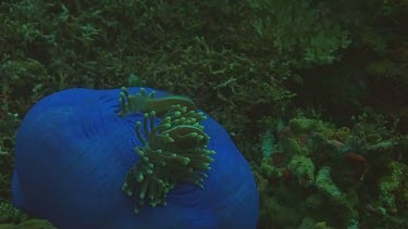 Pink anemonefish in the Bali Sea