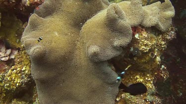 Clark s Anemonefish in the coral of the Bali Sea