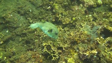 Whitespotted puffer swimming in the Bali Sea