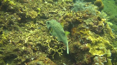 Whitespotted puffer swimming in the Bali Sea