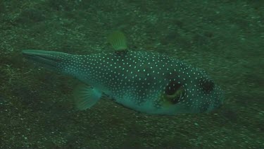 Whitespotted puffer swimming in the Bali Sea