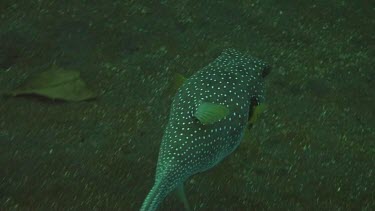 Whitespotted puffer swimming in the Bali Sea