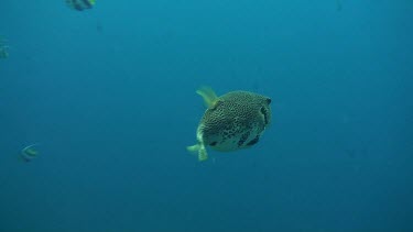 Whitespotted puffer swimming in the Bali Sea