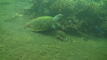 Green sea turtle swimming in the bali sea