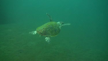 Green sea turtle swimming in the bali sea