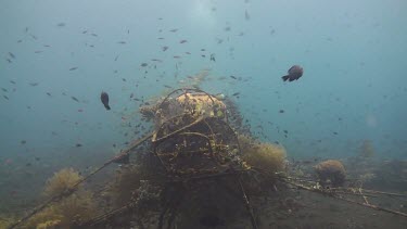 Small fish living on an artificial reef in the Bali Sea