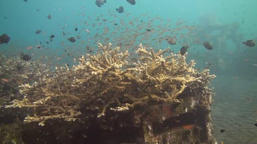 Small fish living on an artificial reef in the Bali Sea