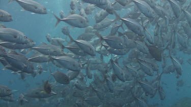 Shoal of bigeye jacks in the Bali Sea