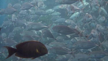 Shoal of bigeye jacks in the Bali Sea