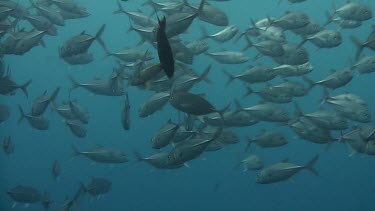 Shoal of bigeye jacks in the Bali Sea