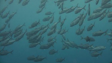 Shoal of bigeye jacks in the Bali Sea