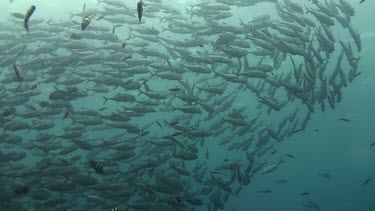 Shoal of bigeye jacks in the Bali Sea