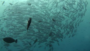 Shoal of bigeye jacks in the Bali Sea