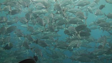 Shoal of bigeye jacks in the Bali Sea