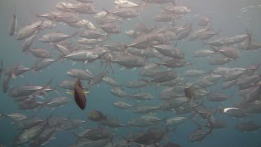 Shoal of bigeye jacks in the Bali Sea