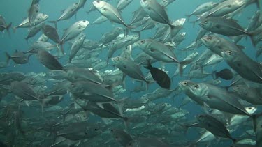 Shoal of bigeye jacks in the Bali Sea