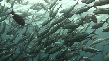 Shoal of bigeye jacks in the Bali Sea