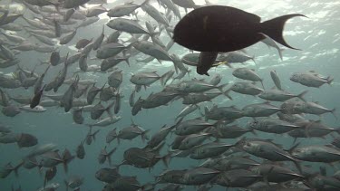 Shoal of bigeye jacks in the Bali Sea