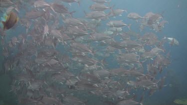 Shoal of bigeye jacks in the Bali Sea