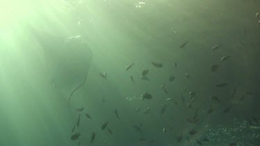 Single giant manta ray in the Bali Sea