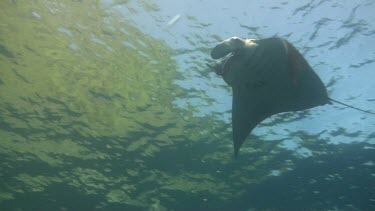 Single giant manta ray in the Bali Sea