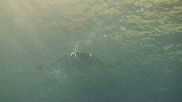 Single giant manta ray in the Bali Sea