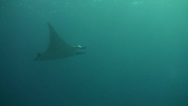 Single giant manta ray in the Bali Sea