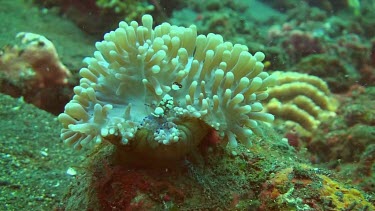 Squat shrimp in the coral of the Bali Sea