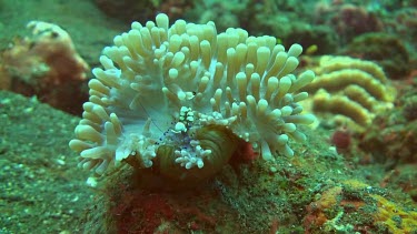 Squat shrimp in the coral of the Bali Sea