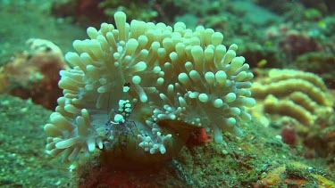 Squat shrimp in the coral of the Bali Sea