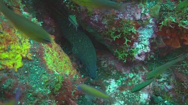 Giant moray hiding between the rocks on the ocean floor