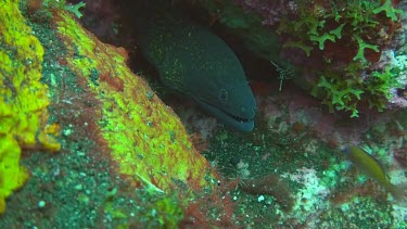 Giant moray hiding between the rocks on the ocean floor