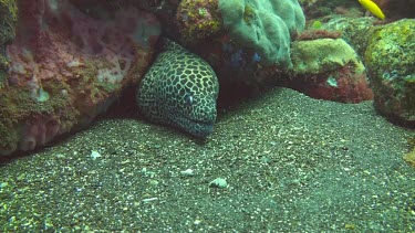 Honeycomb moray hiding between rocks on the ocean floor