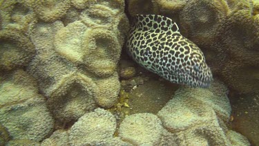 Honeycomb moray hiding between rocks on the ocean floor