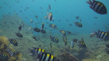 Indo pacific sergeantfish near a wreck in the Bali Sea