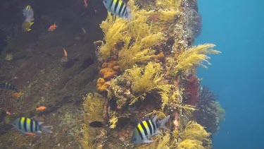 Indo pacific sergeantfish near a wreck in the Bali Sea