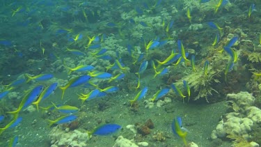 Yellowback fusiliers in the coral reef of the Bali Sea