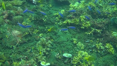 Yellowback fusiliers in the coral reef of the Bali Sea