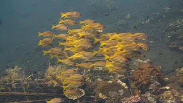 Bluestripe snapper in the Bali Sea