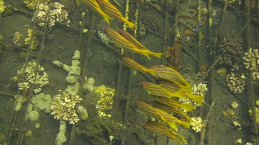 Bluestripe snapper in the Bali Sea