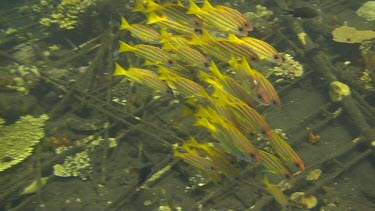 Bluestripe snapper in the Bali Sea