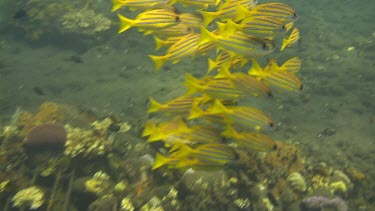 Bluestripe snapper in the Bali Sea