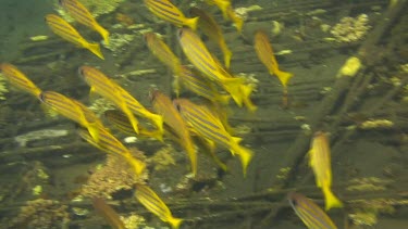 Bluestripe snapper in the Bali Sea