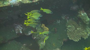 Bluestripe snapper in the Bali Sea