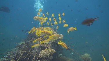 Bluestripe snapper in the Bali Sea